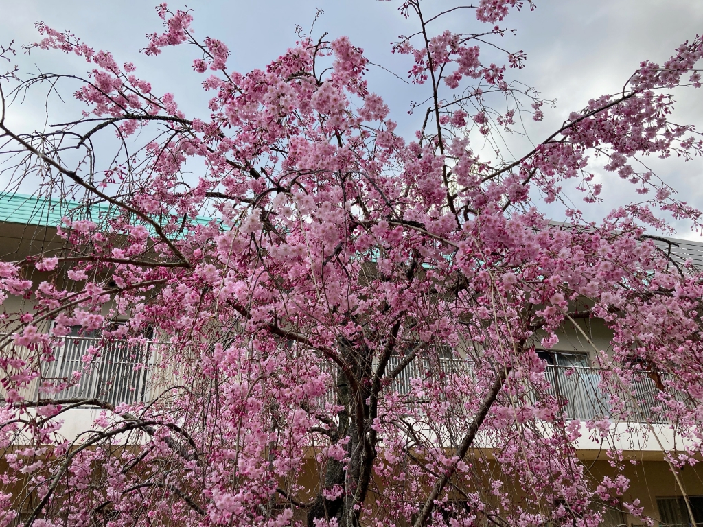 枝垂桜が満開です