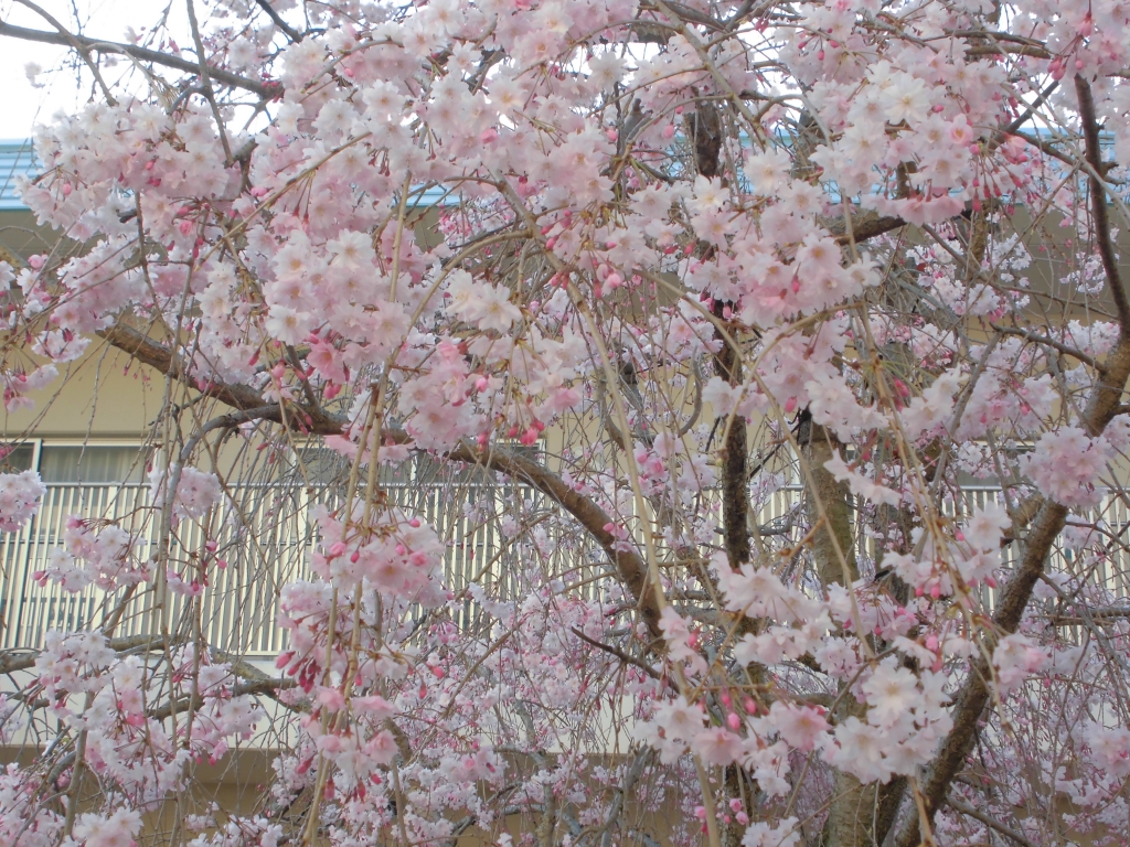 4月　しだれ桜満開