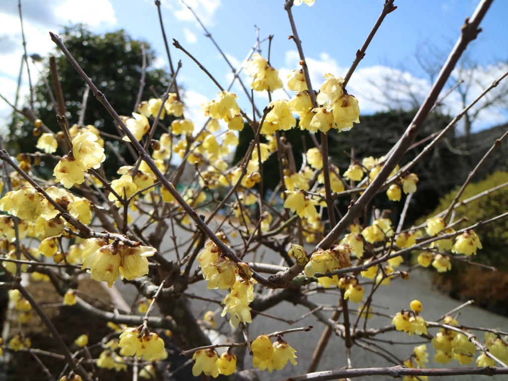 2月　真冬のお花が見頃です