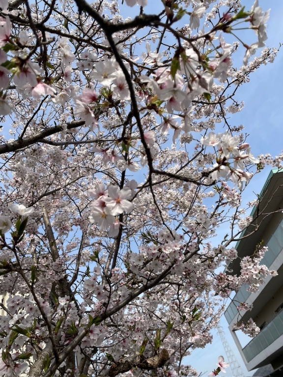 4月　桜