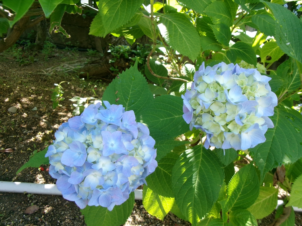 紫陽花