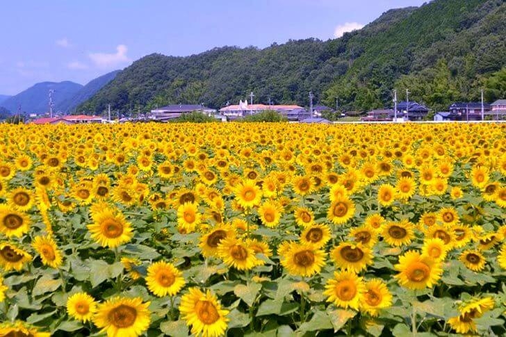 2025年7月ひまわり