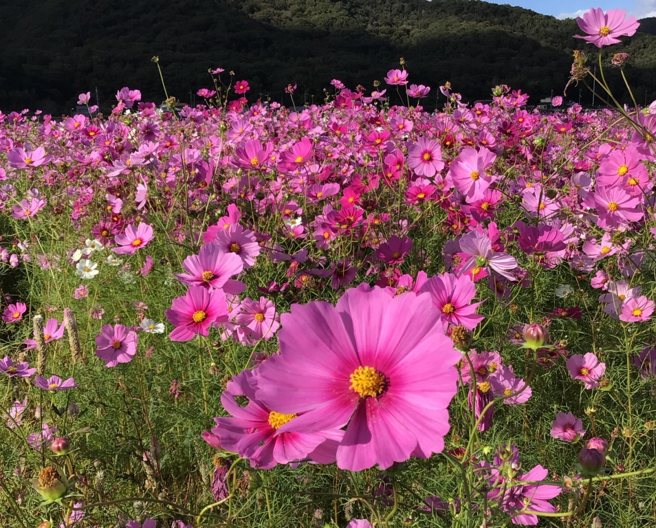 10月　コスモス