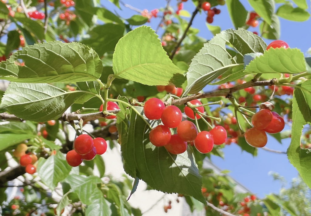 5月　さくらんぼ