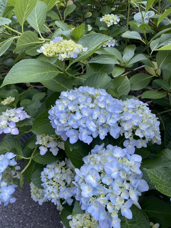 6月　紫陽花