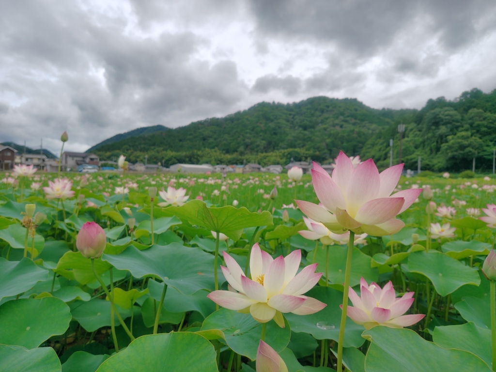 蓮の花ドライブ